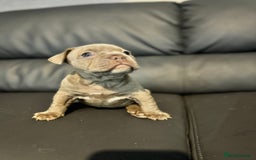 Mixed Breed dogs for sale: French Buldog in Liverpool - Image 25