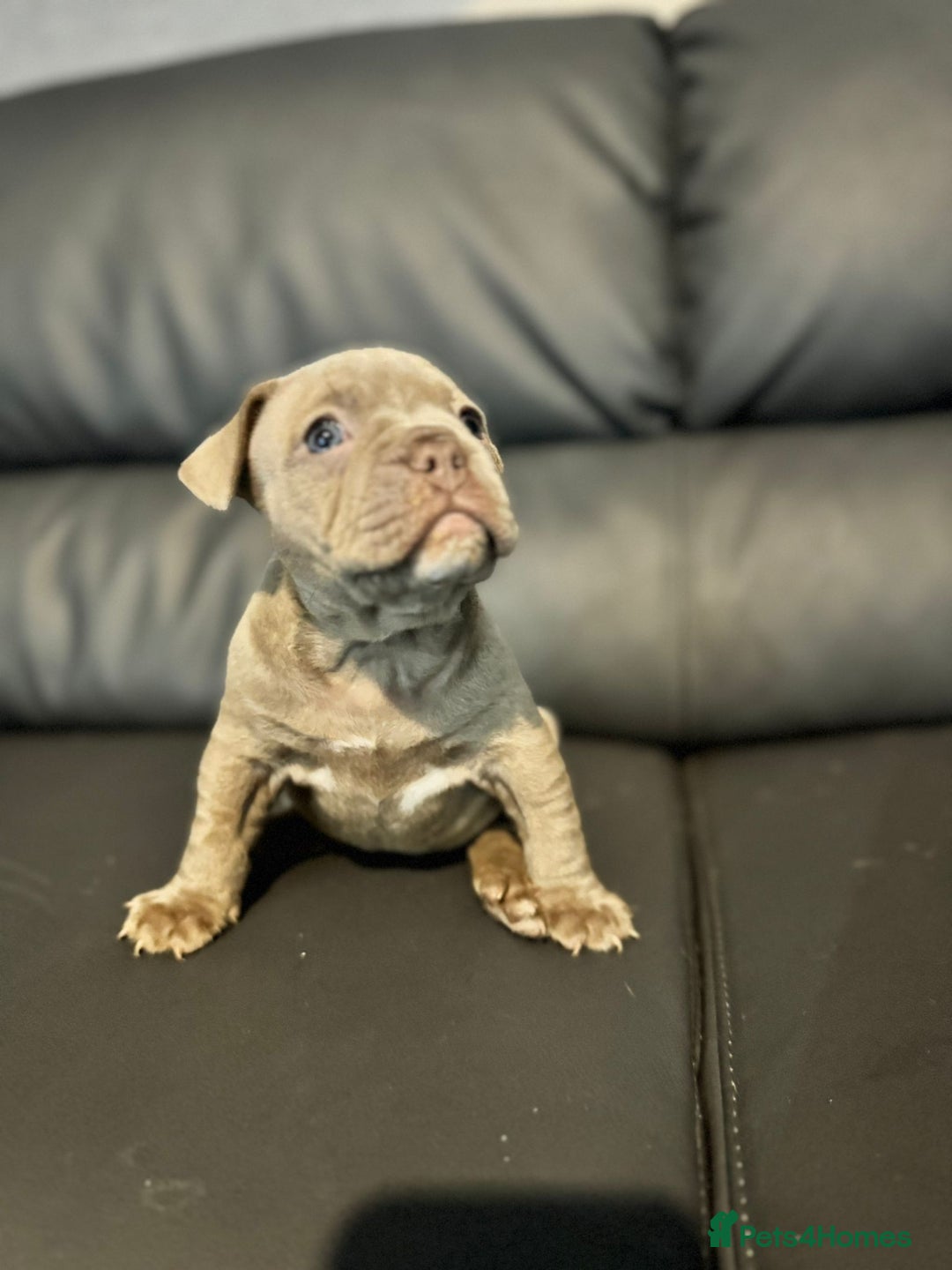 Mixed Breed dogs for sale: French Buldog in Liverpool - Image 25