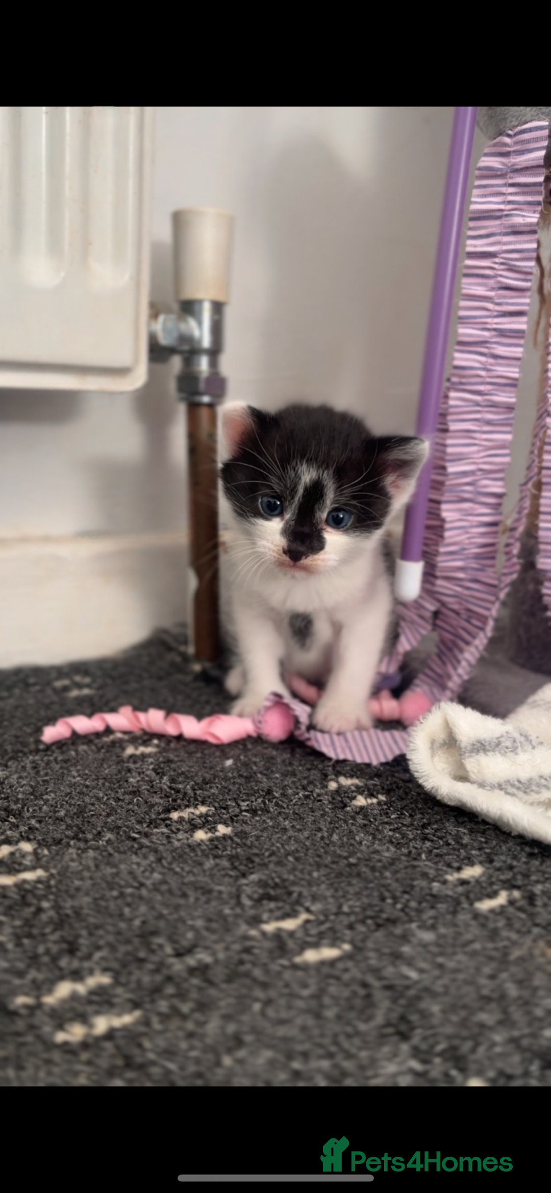 Mixed Breed cats for sale: 4 kittens  - Advert 5