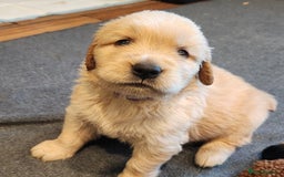 Golden Retriever dogs for sale: We have 5 boys and 3 girls Golden remaining 🐾 - Image 14
