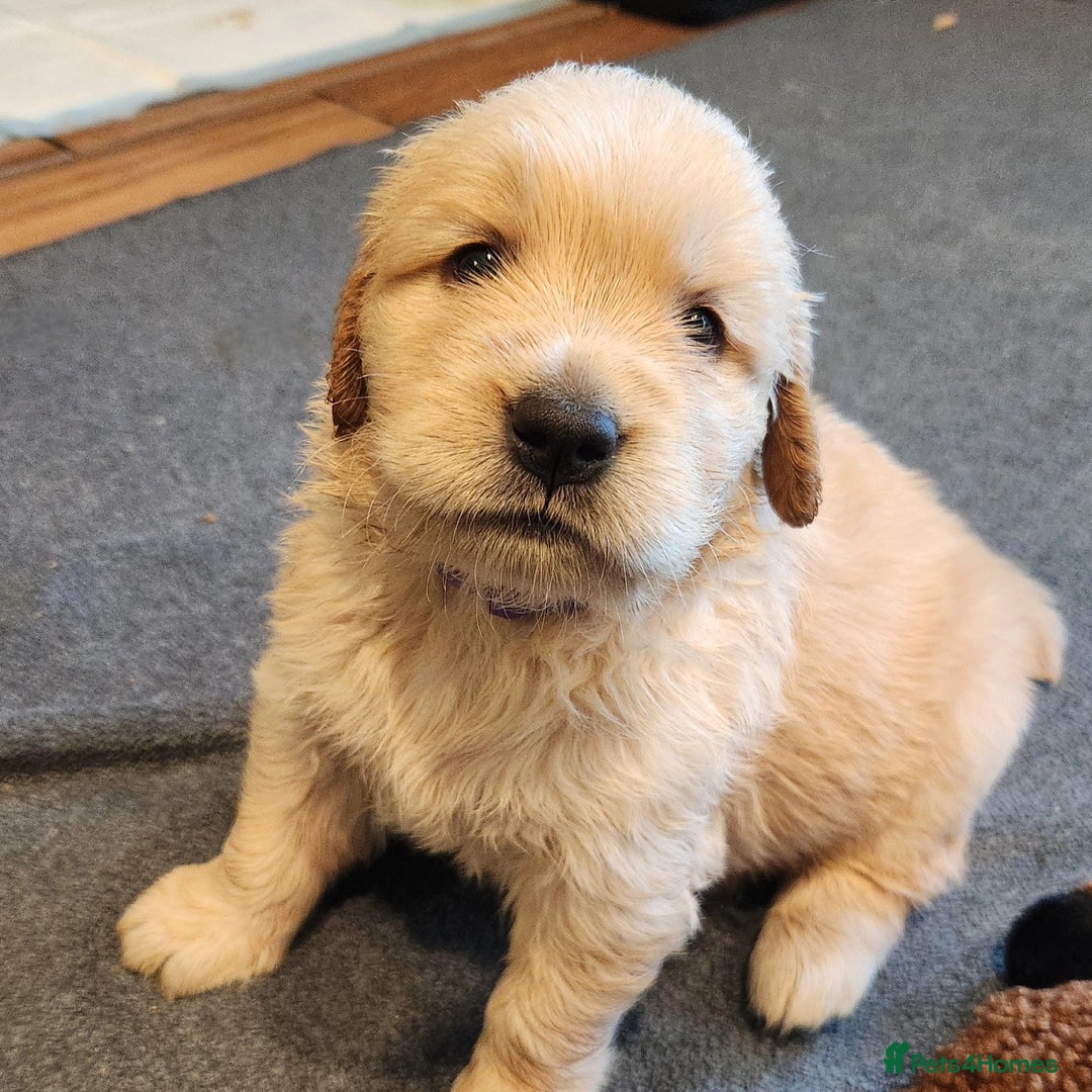 Golden Retriever dogs for sale: We have 5 boys and 3 girls Golden remaining 🐾 - Image 14