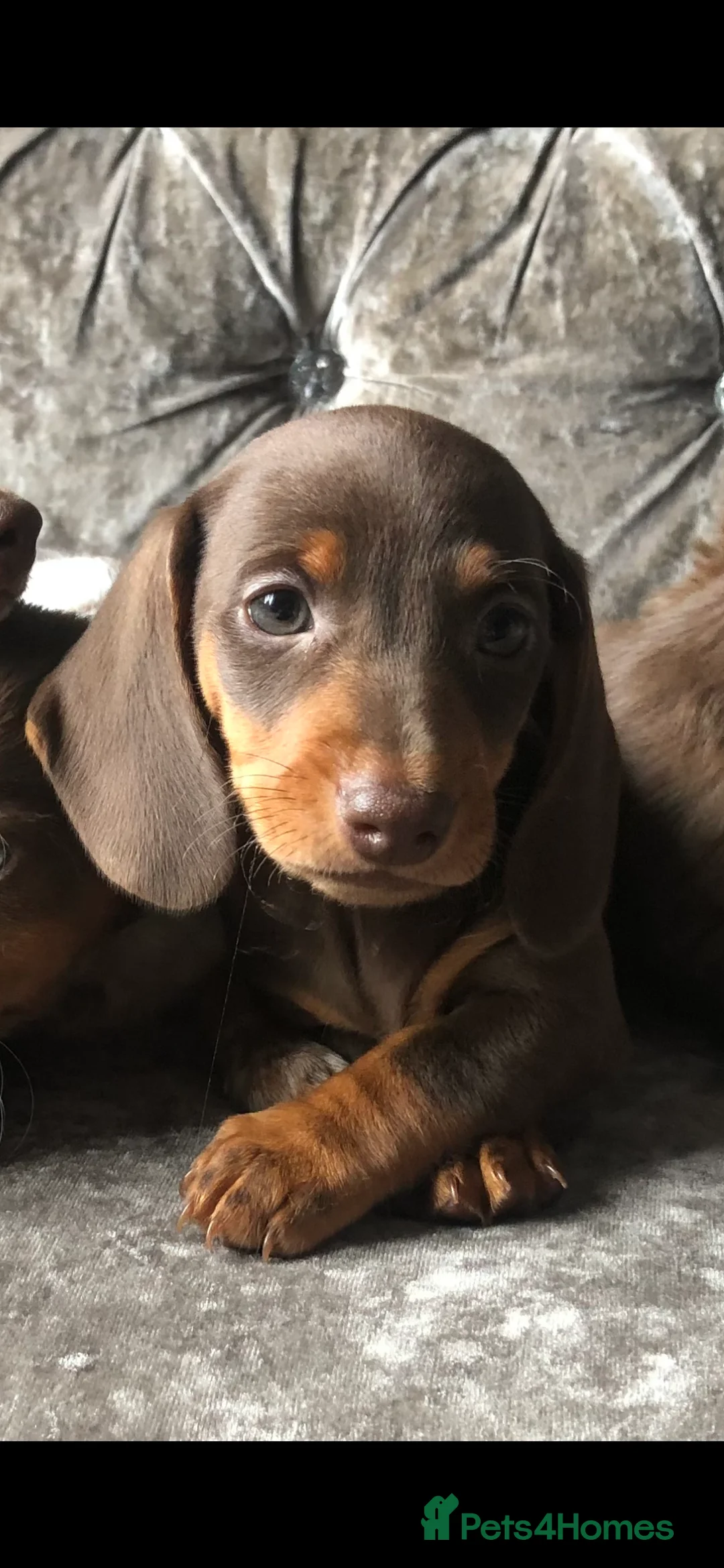 Miniature Dachshund dogs for sale: Miniature long haired dachshund READY NOW - Advert 2