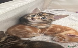 Mixed Breed cats for sale: Beautiful kittens - Image 19