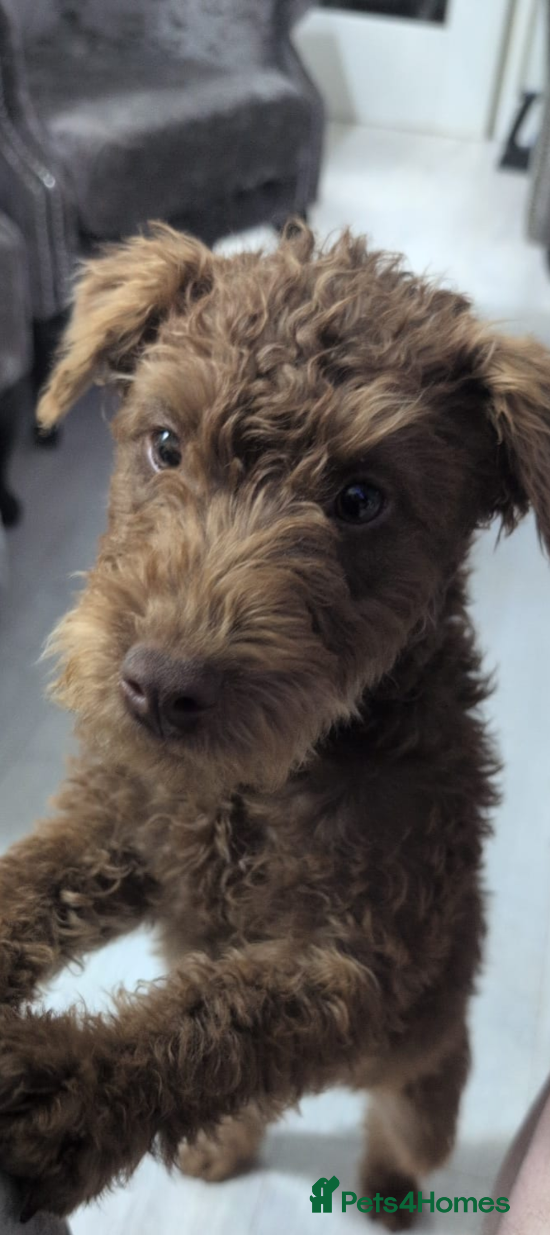 Patterdale Terrier dogs for sale: Pepsi 💩 Poo Needs a New Forever Home  - Advert 5