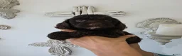 Cockapoo dogs for sale: Stunning extensively health tested cockapoos  - Advert 6