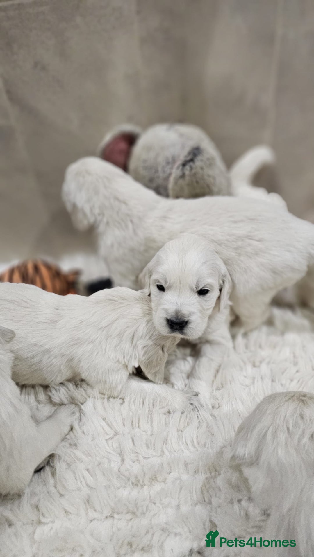 Golden Retriever dogs for sale: 🌟Beautiful Golden Retriver puppies 🐾 - Advert 18