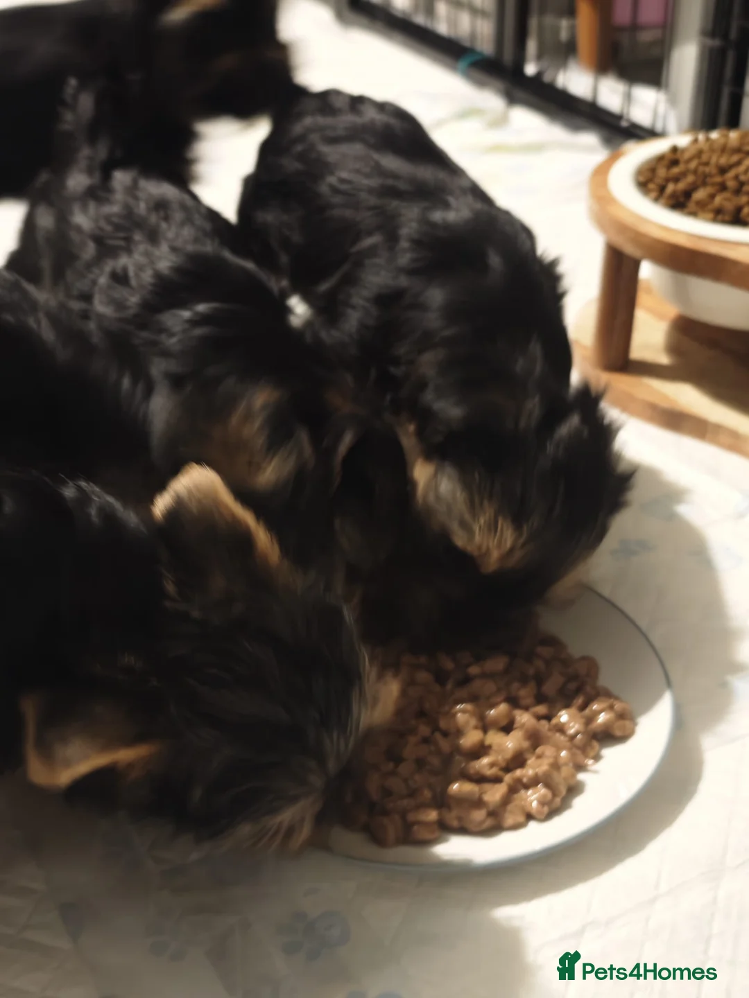 Yorkshire Terrier dogs for sale: Yorkshire Terrier–microchipped,vaccine,vet checked - Advert 7