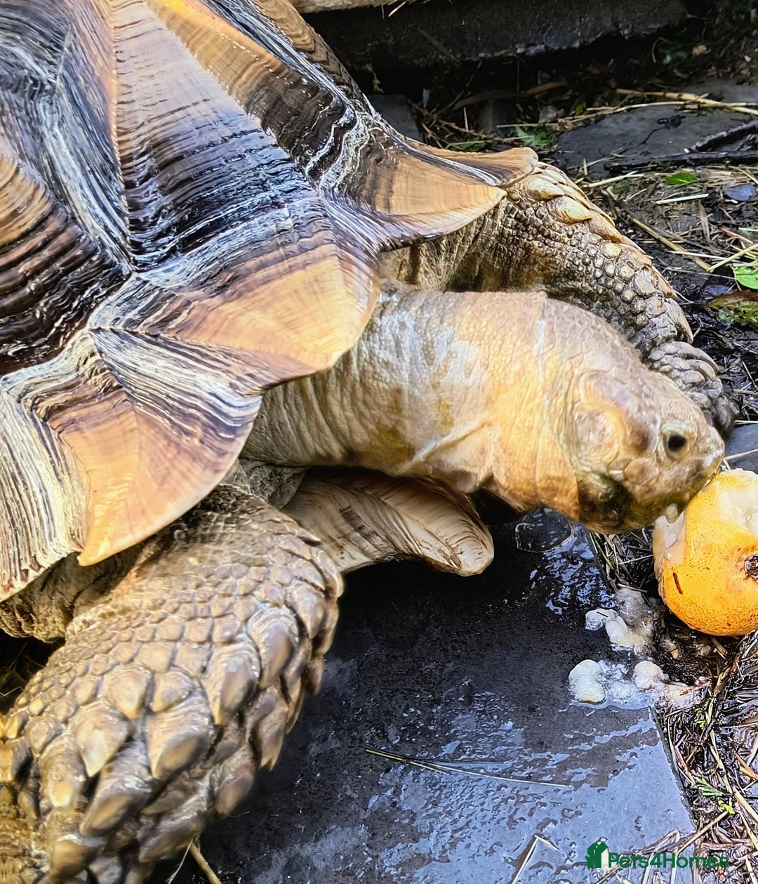 Tortoise reptiles for sale: Sulcatas tortoise, male 7 years old - Advert 2