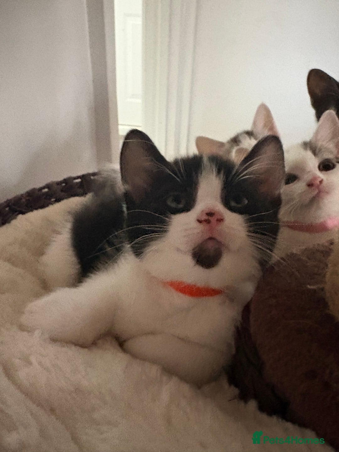 Mixed Breed cats for sale: Beautiful mixed breed kittens - Image 27