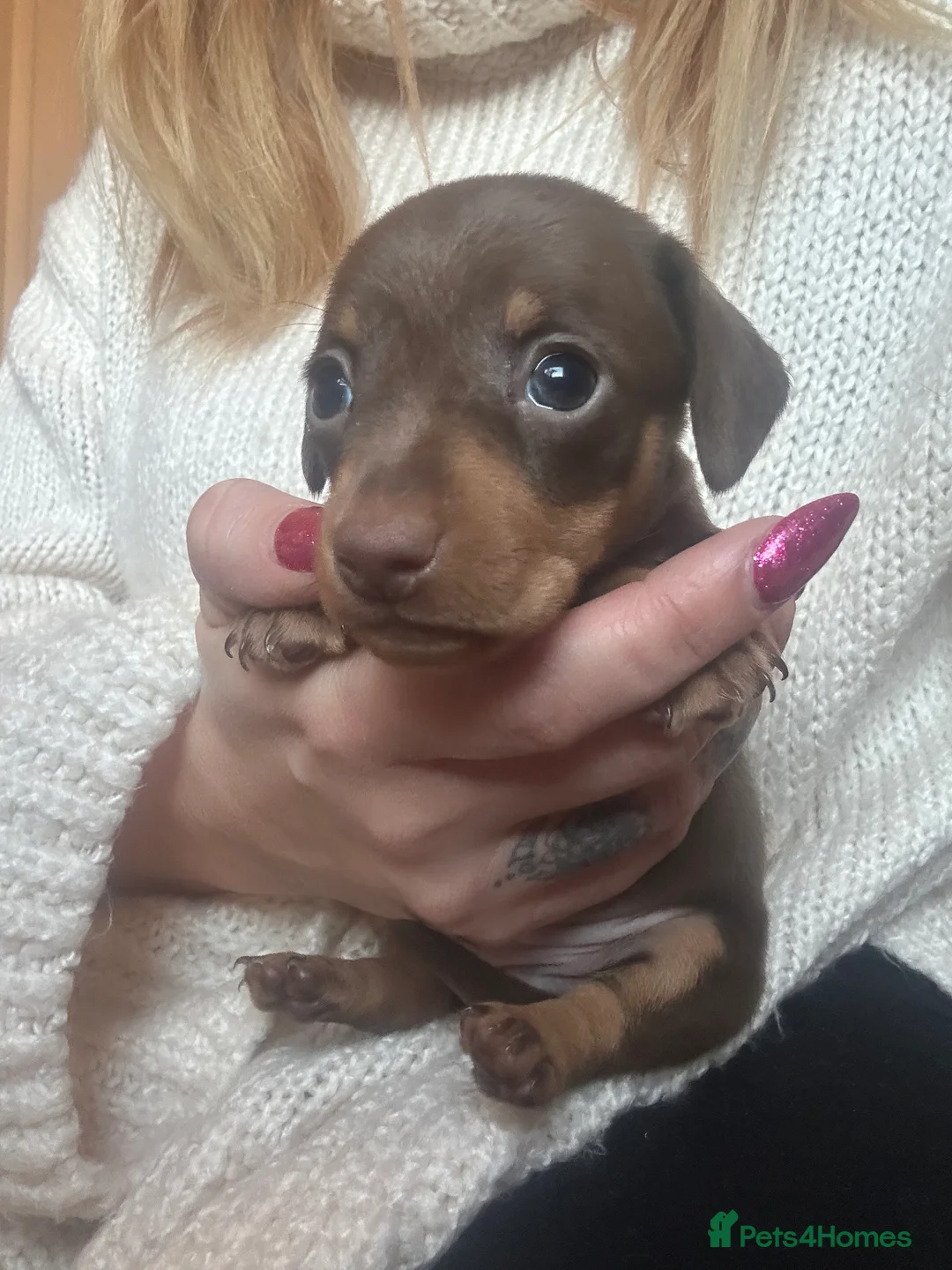 Miniature Dachshund dogs for sale: Miniature dachshund puppies 🐶  - Advert 22