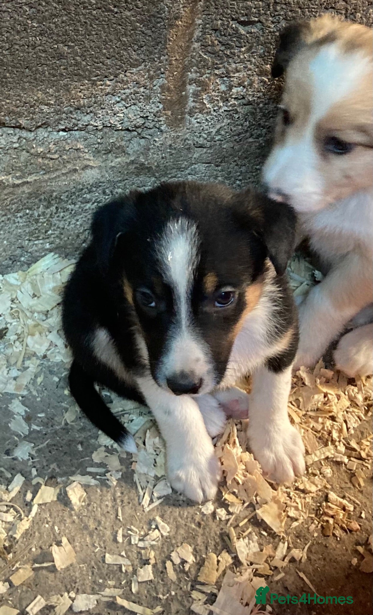 Border Collie dogs Adorable border collies - Advert 2