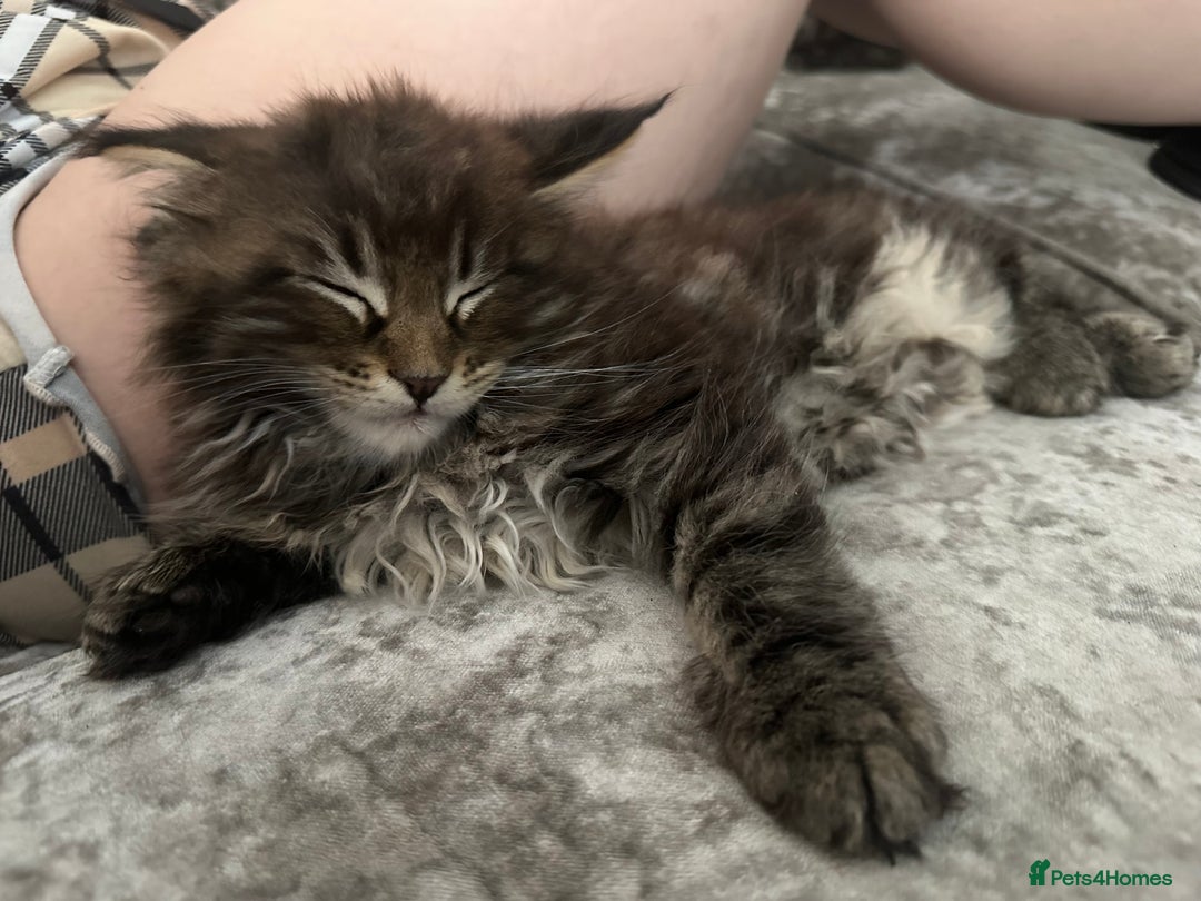 Maine Coon cats for sale: XXL Maine Coon Kittens Double TICA Champion lines  - Image 21