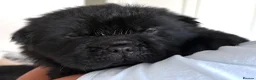 Chow Chow dogs for sale:  3 Black Female Chow Chow Puppies Available  - Advert 7