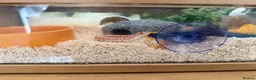 Snake reptiles for sale: Male Albino Western Hognose Snake And Set Up  - Advert 3