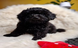 Toy Poodle dogs for sale: Teddy face ASIAN toy poodle pups - ready now  - Image 4