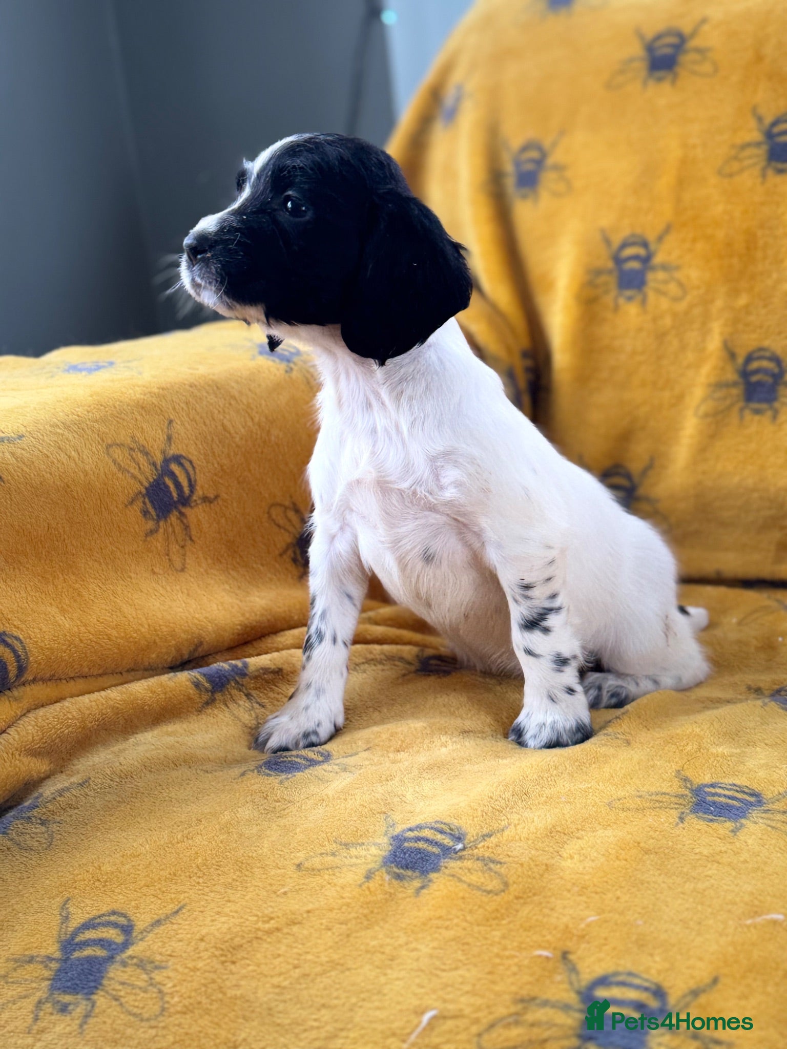English Springer Spaniel dogs ENGLISH SPRINGER SPANIEL PUPS  - Advert 2