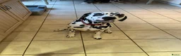 Dalmatian dogs for sale: Stunning Litter of Dalmations - Advert 3