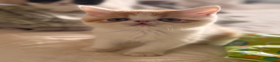 Persian Kitten 4