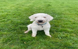 Goldendoodle dogs for stud: Multigenerational Goldendoodle for Stud  - Image 4