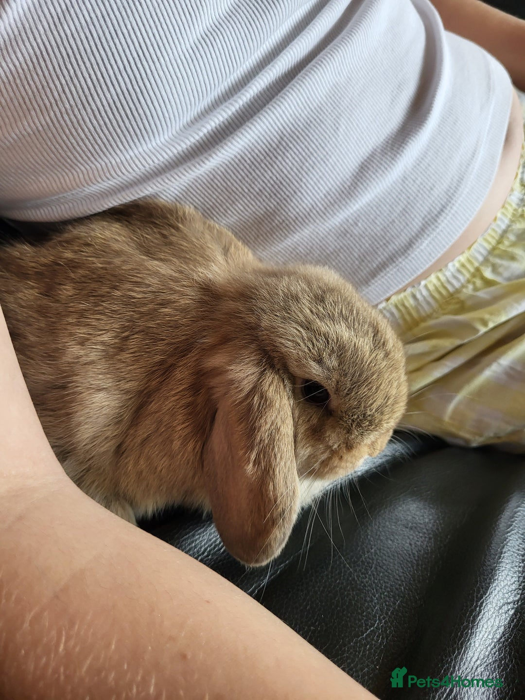 Mini Lop rabbits for sale: Mini Lop Bunnies Ready to leave shortly - Image 11