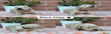 Black Collar Male