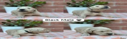 Golden Retriever dogs for sale: HEALTH TESTED PEDIGREE KC GOLDEN RETRIEVER PUPPIES - Advert 7