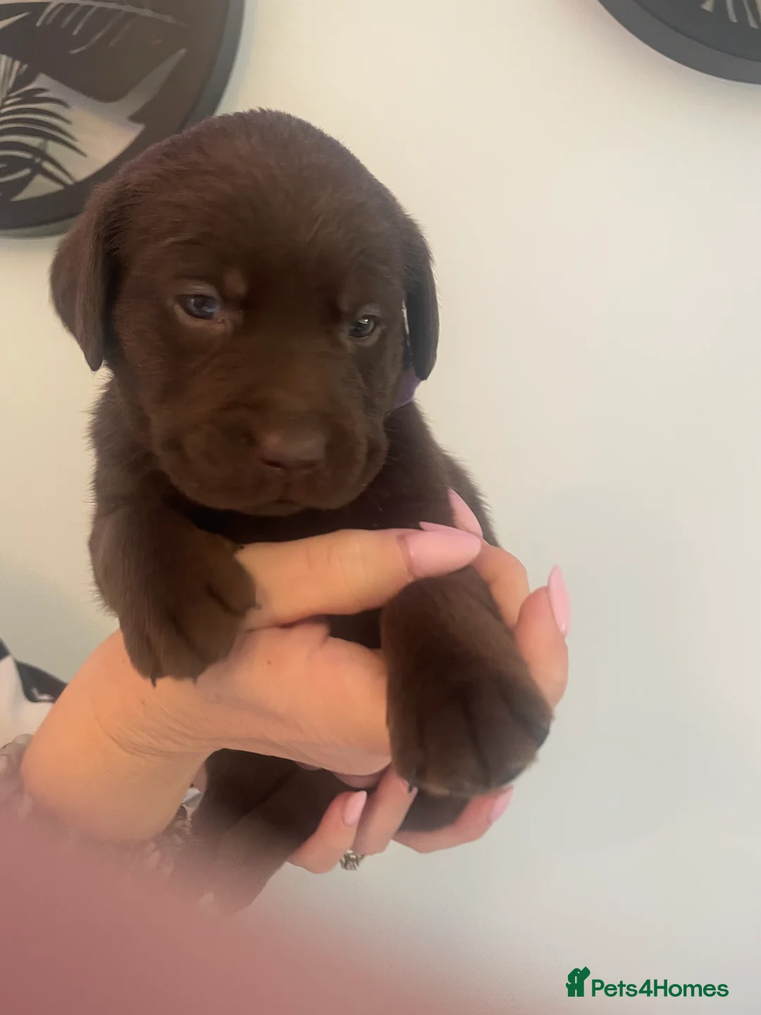 Labrador Retriever dogs for sale: 9 Pedigree Labrador Puppies (Boys & Girls) - Advert 2