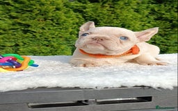 French Bulldog dogs for sale: ❤️ 🐶 beautiful French bulldog puppies ❤️🐶 - Image 27