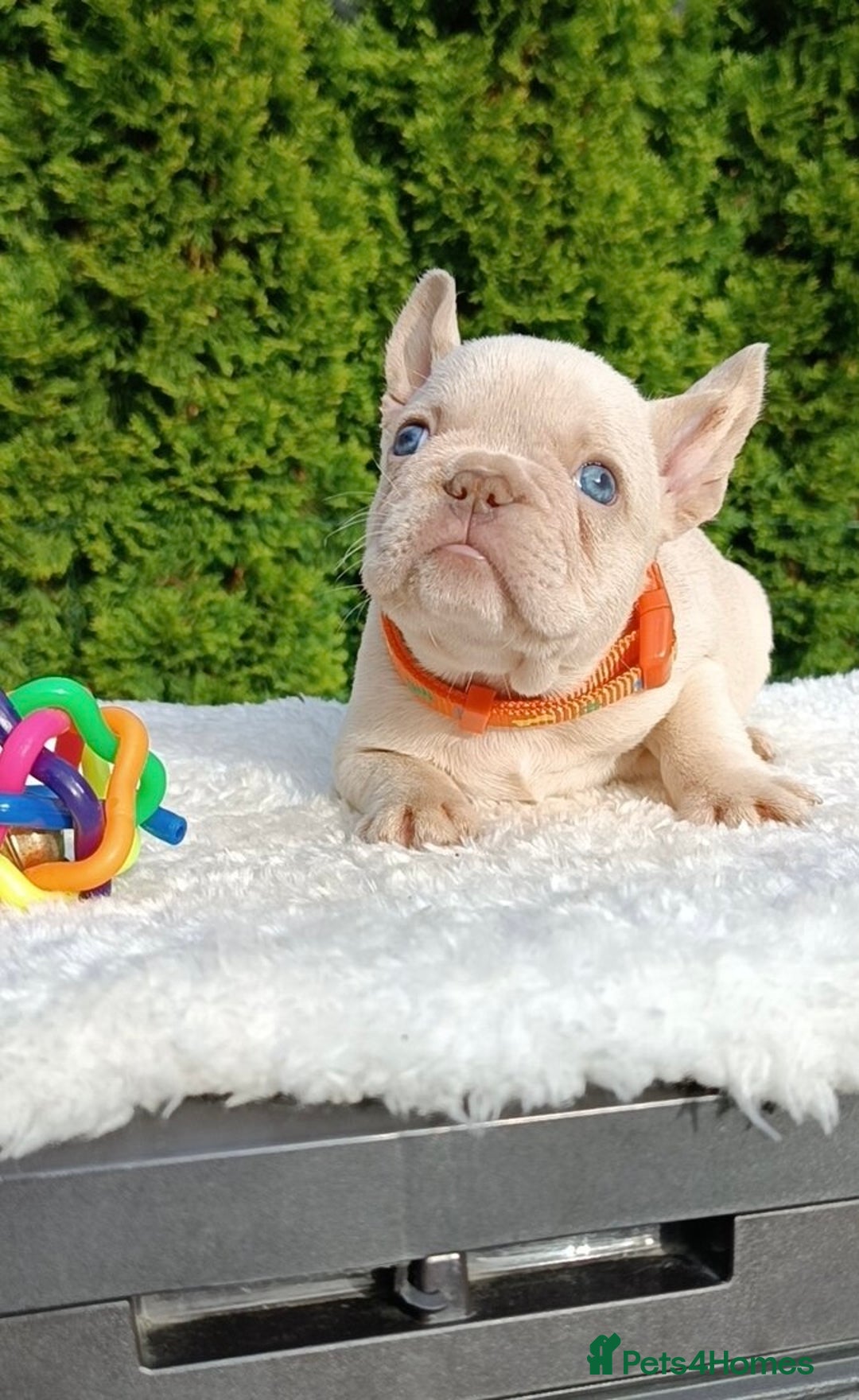 French Bulldog dogs for sale: ❤️ 🐶 beautiful French bulldog puppies ❤️🐶 - Image 27
