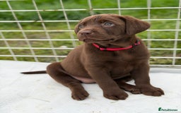 Labrador Retriever dogs for sale: KC SILVER/CHOCOLATE PEDIGREE LABRADOR PUPIES - Image 8