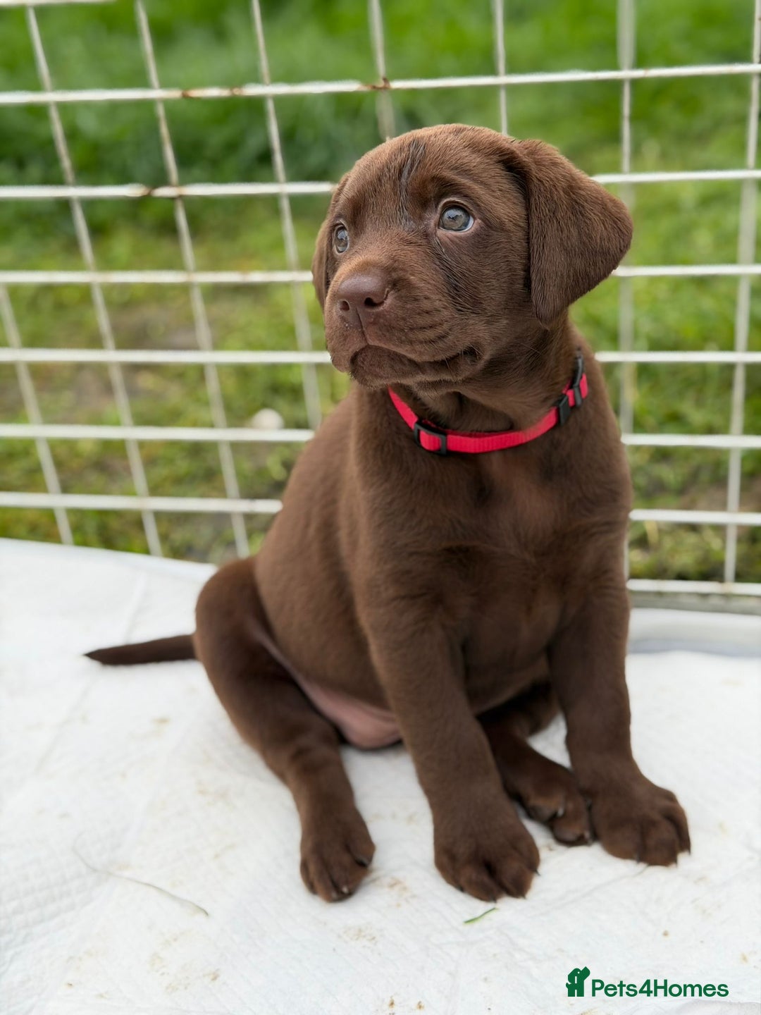 Labrador Retriever dogs for sale: KC SILVER/CHOCOLATE PEDIGREE LABRADOR PUPIES - Image 8