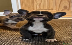 French Bulldog dogs for sale: French bulldog pups KC Reg - Image 11