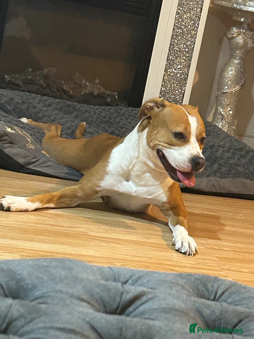 Mixed Breed dogs for sale: Staff-XL in Swanley - Advert 9