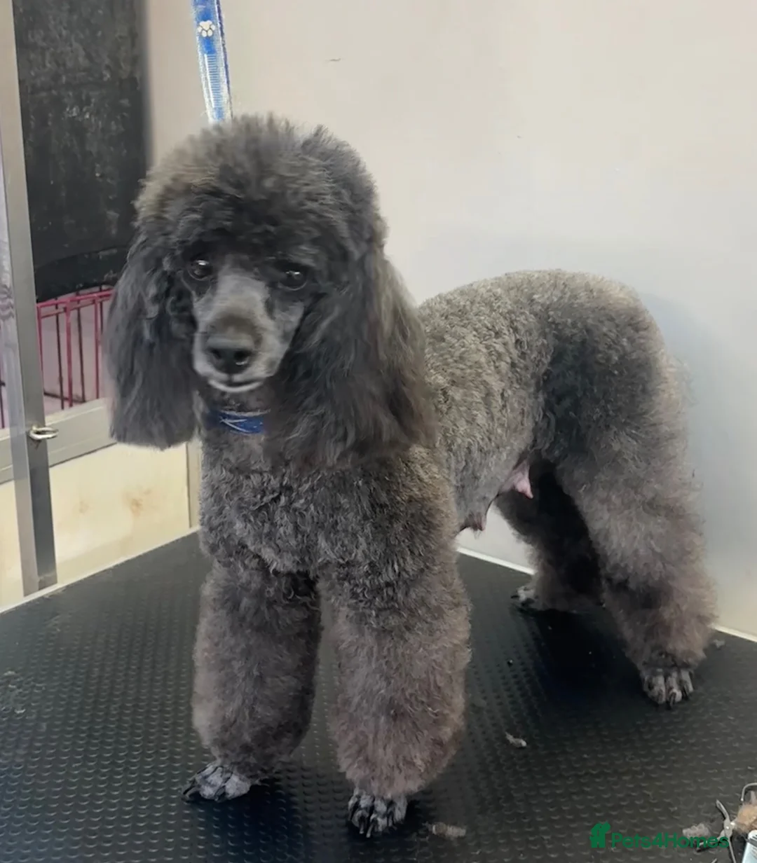 Toy Poodle dogs for sale: KC Registered Toy Poodle  - Advert 2