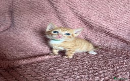 Mixed Breed cats for sale: Ginger kittens for sale - Image 2