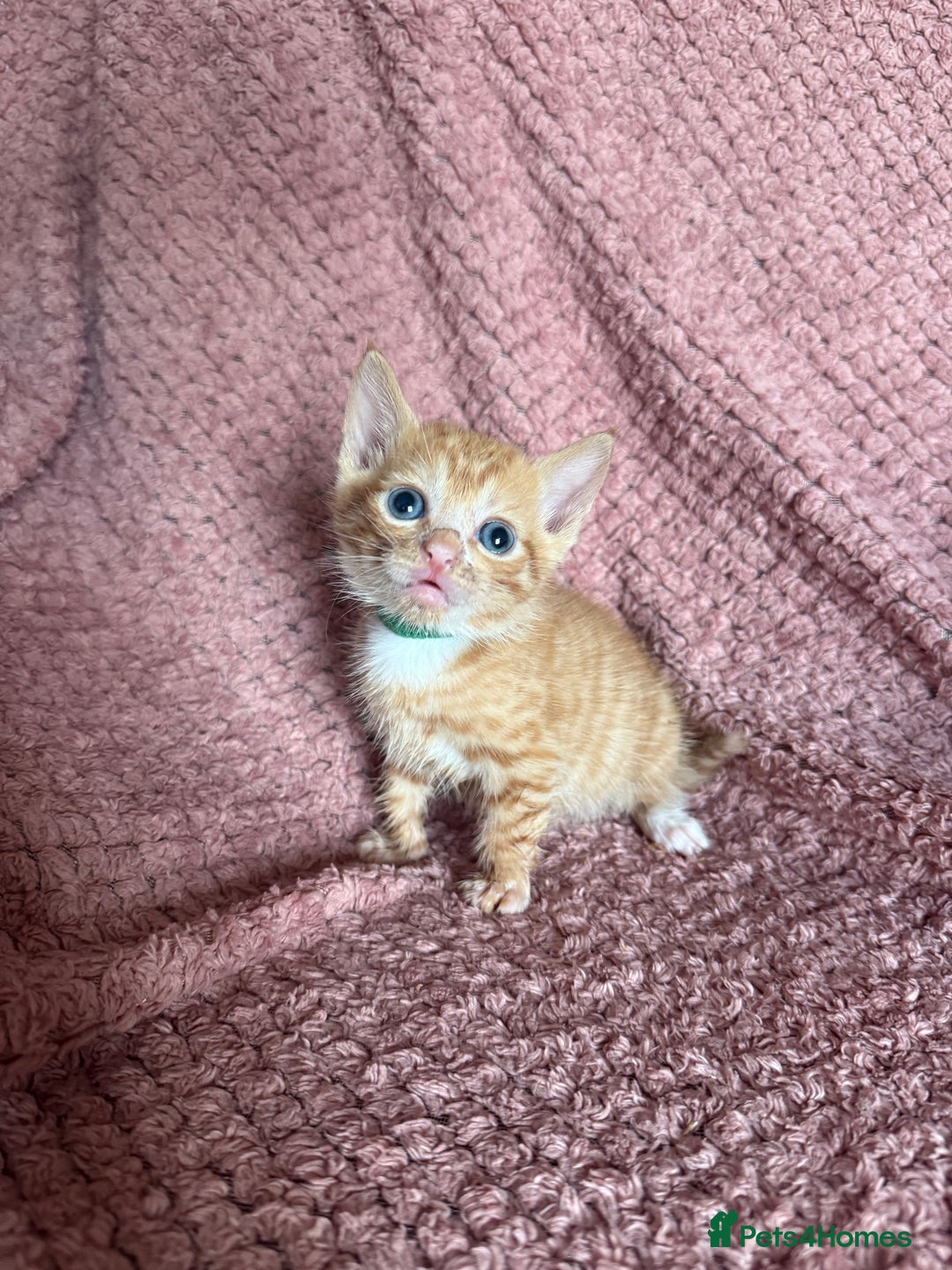 Mixed Breed cats for sale: Ginger kittens for sale - Image 2