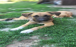 Mixed Breed dogs for adoption: CADBURY 5 months M playful/loves dogs, kids, cats! - Image 7