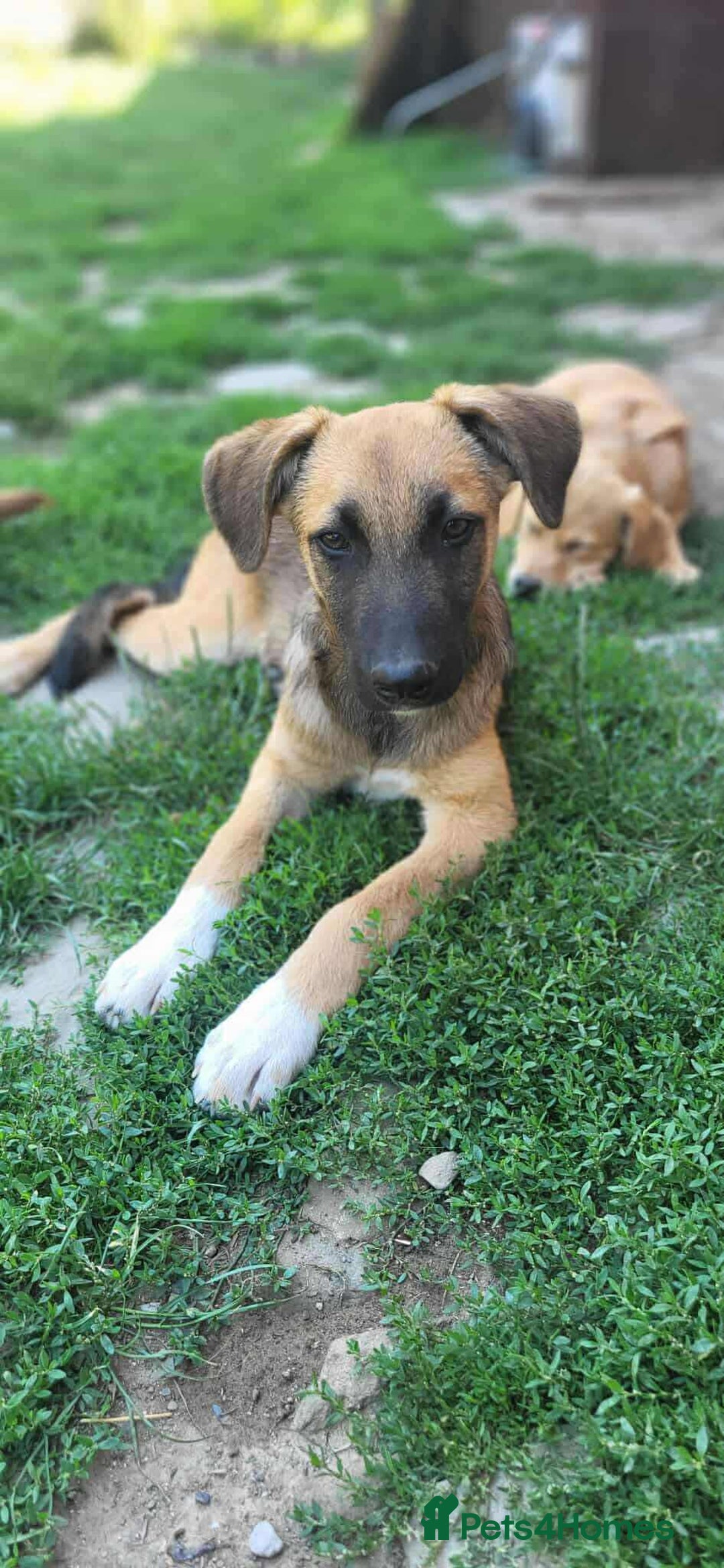 Mixed Breed dogs for adoption: CADBURY 5 months M playful/loves dogs, kids, cats! - Image 7