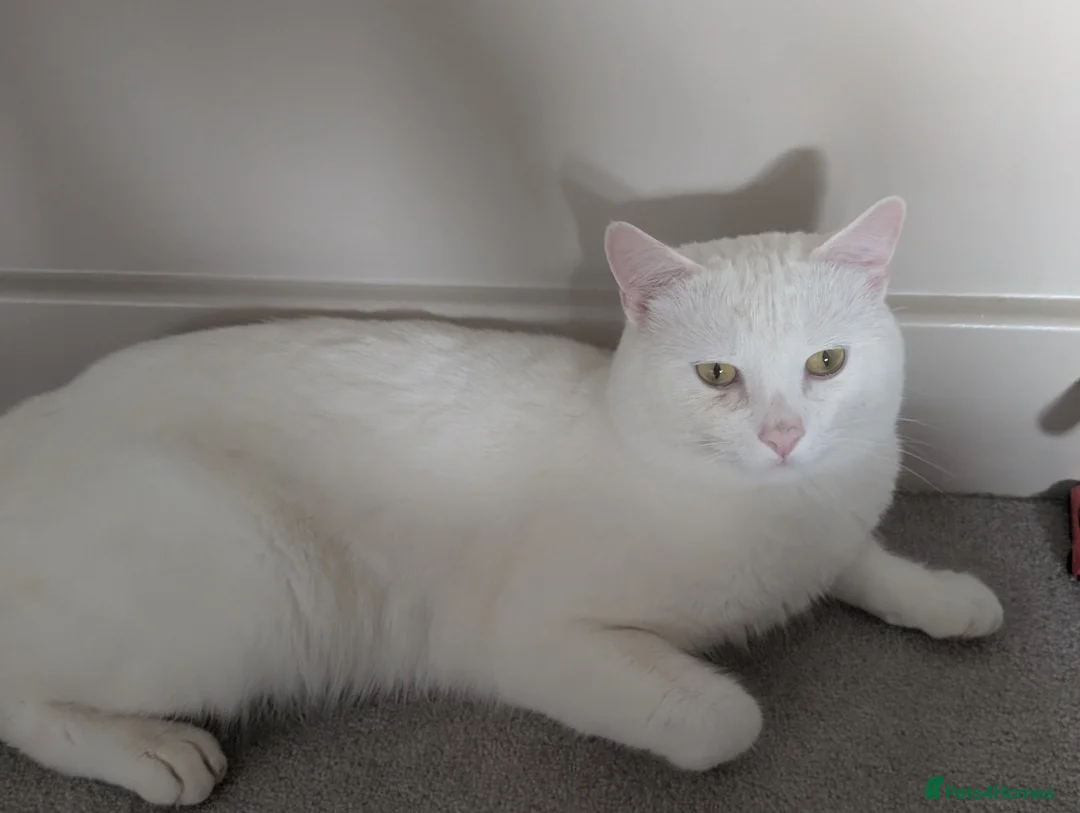 Domestic Shorthair cats for sale: 2 year old male cat  - Advert 2