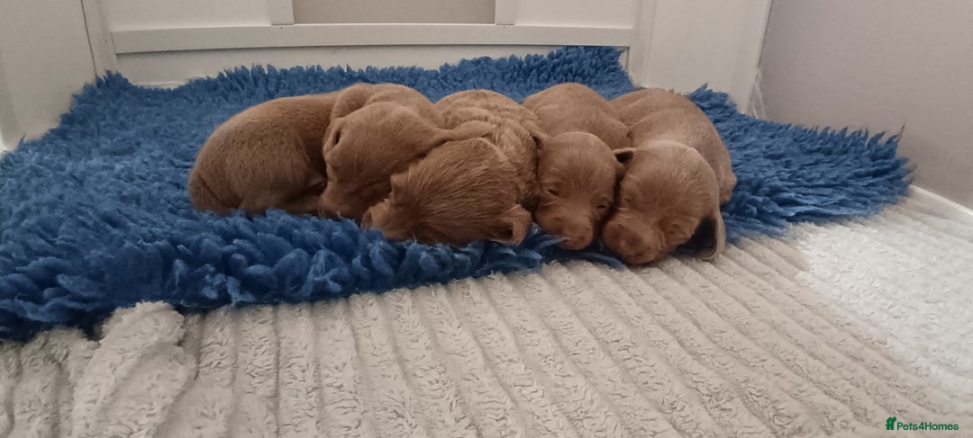 Miniature Dachshund dogs for sale: Stunning Minature Dachshund litter - Image 9
