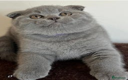 British Shorthair cats for sale: Gorgeous Brittsh Kittens Fully Vaccinated  - Image 5