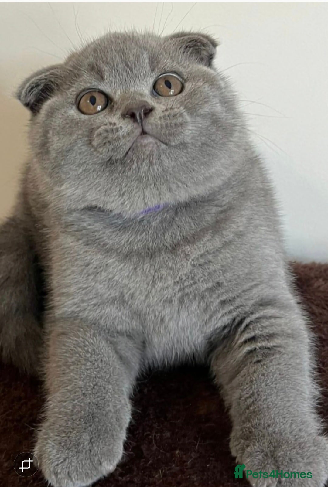 British Shorthair cats for sale: Gorgeous Brittsh Kittens Fully Vaccinated  - Image 5
