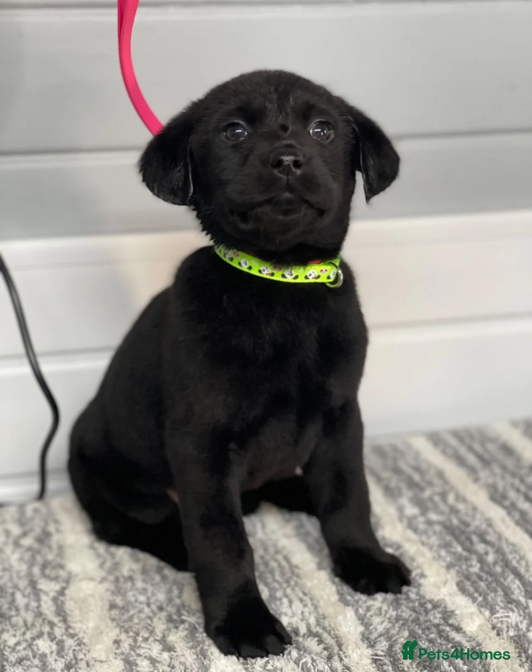 Labrador Retriever dogs for sale: Beautiful Labrador puppy’s  - Advert 3