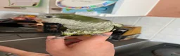 Parakeets birds for sale: Green Quaker parrot in need of home - Advert 3