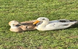 Ducks poultry for sale: 2x Runner ducks  - Image 2