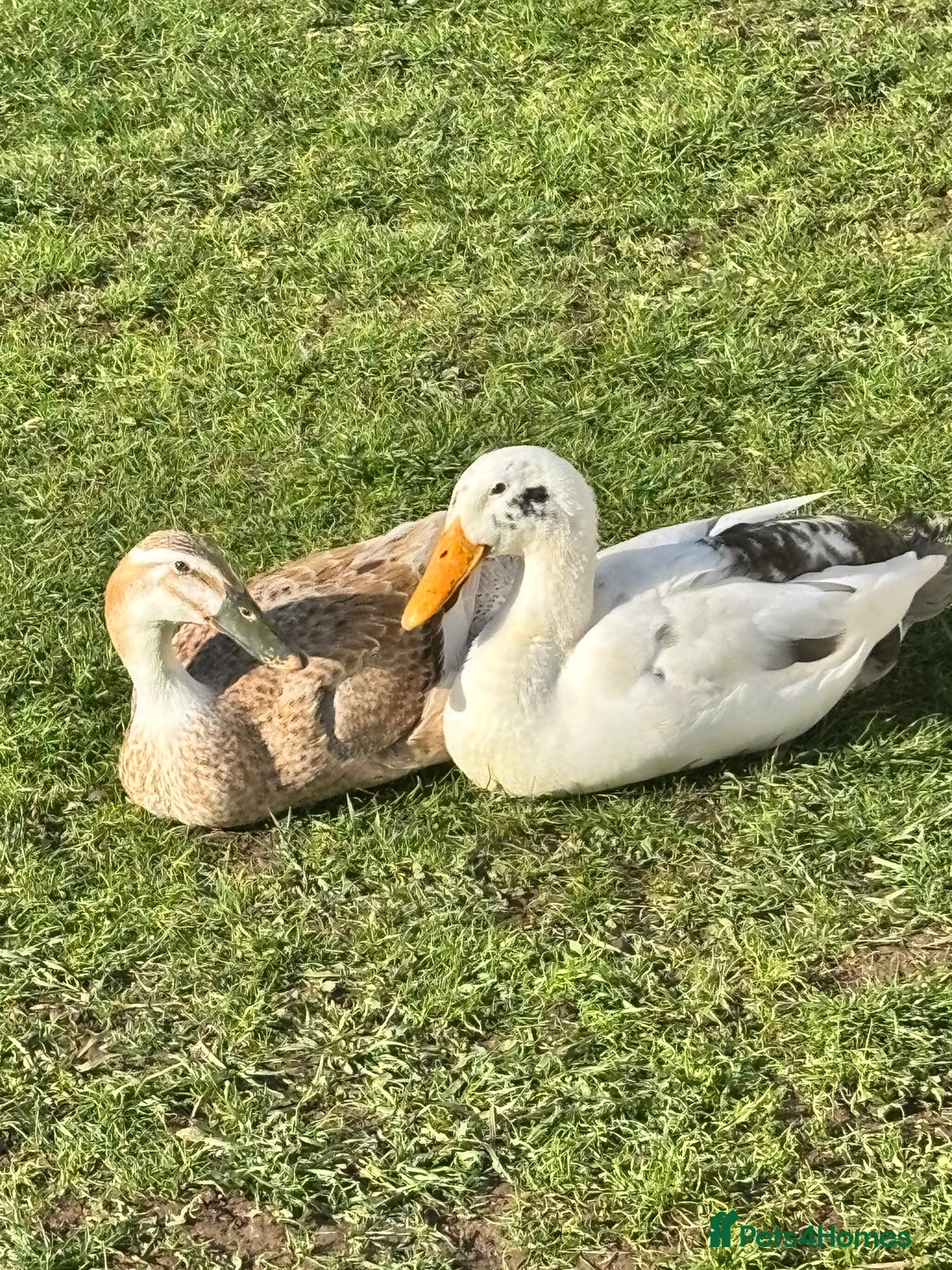 Ducks poultry for sale: 2x Runner ducks  - Image 2
