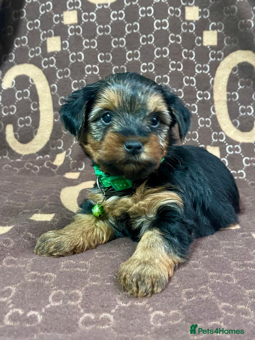Yorkshire Terrier dogs for sale: Beautiful Yorkshire Terrier Puppies  - Advert 8