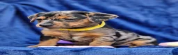 Jack Russell dogs for sale: Beautiful Litter of Jack Russell Puppies  - Advert 13