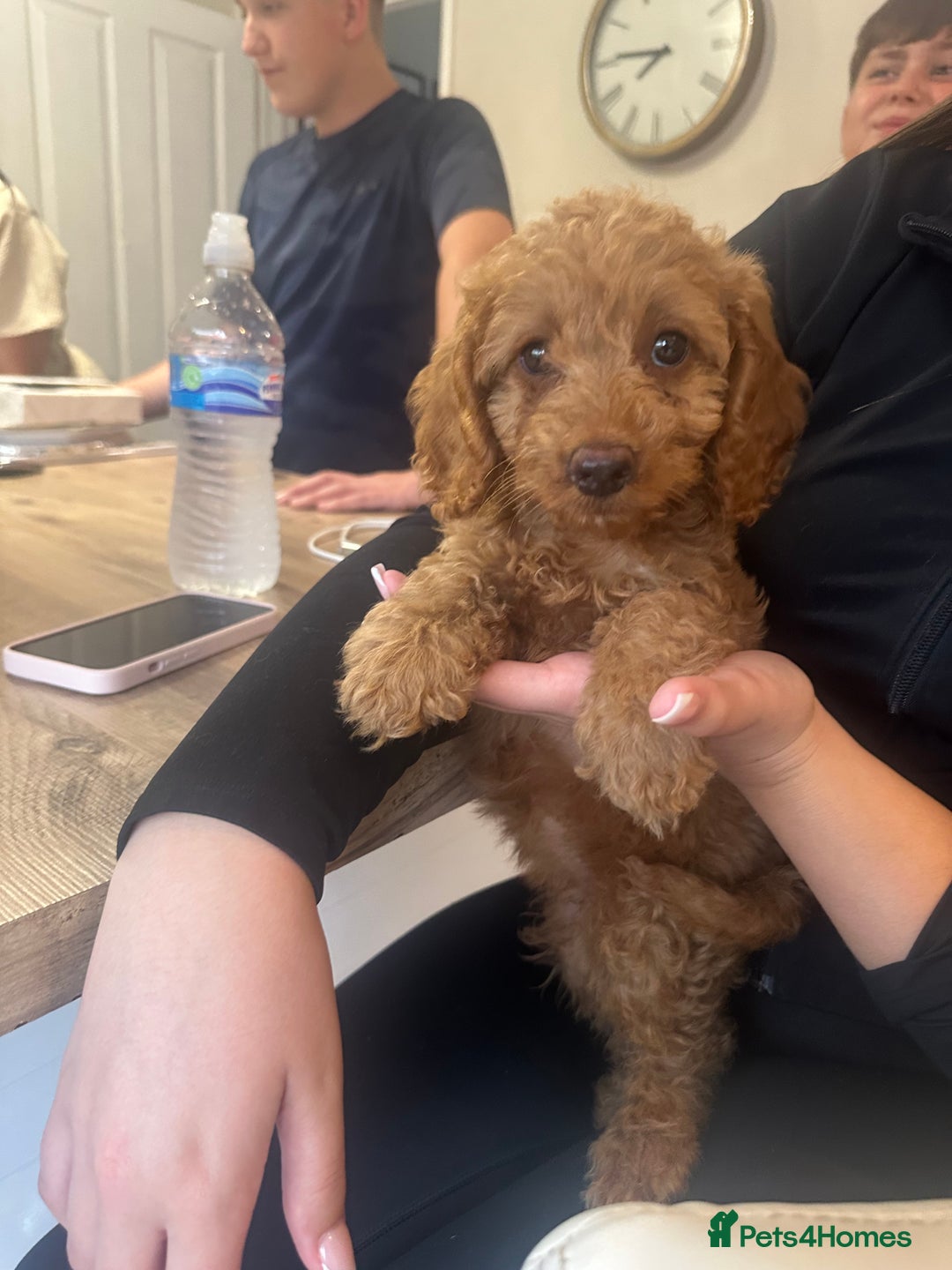 Cockapoo dogs for sale: READY NOW red cockapoos  - Image 12