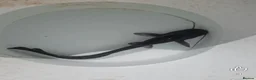Catfish fish for sale: Wels catfish - Advert 1